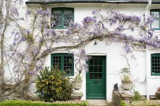Il glicine cresce di fronte al cottage bianco con porte e finestre verdi