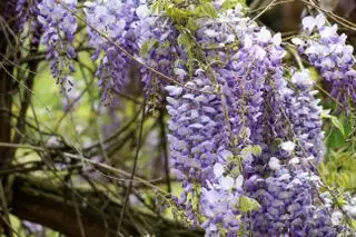 Come coltivare il glicine – dove piantare questo rampicante in fiore