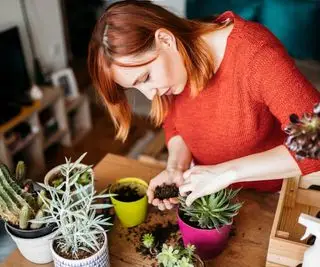 dívka přesazování sukulentních rostlin
