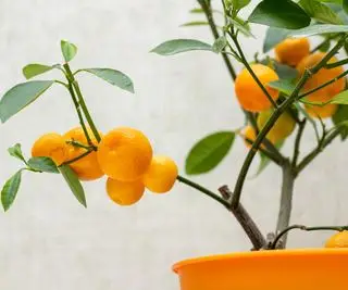 Laranjeira Calamondin crescendo dentro de casa