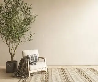 Uma oliveira crescendo dentro de casa