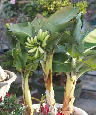 Bananeira em vaso