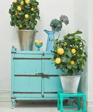 10 árvores frutíferas que você pode cultivar dentro de casa para obter frutas e fragrâncias fantásticas em casa