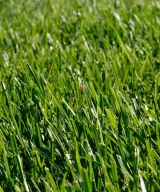 prato di erba festuca
