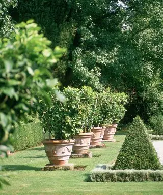 Jardín mediterráneo con limoneros