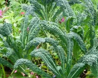 Plantación complementaria de col rizada: las mejores plantas para cultivar junto con la col rizada