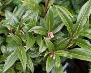Arbustos para dar sombra Sarcococca hookeriana 'joya de invierno
