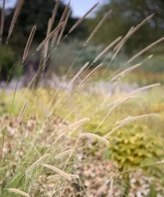 Pastos ornamentales con pastos silvestres Pennisetum macrourum.