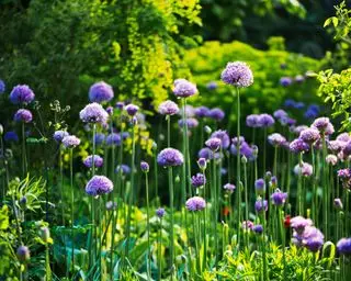 alliums morados