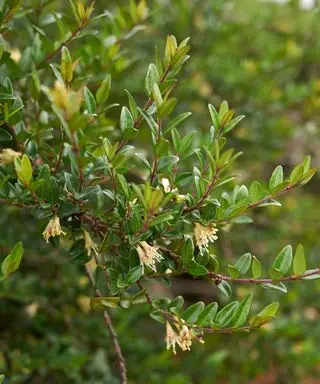 lonicera nitida caprifoglio arbustivo in fiore