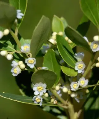 ilex glabra noto anche come inkberry e gallberry