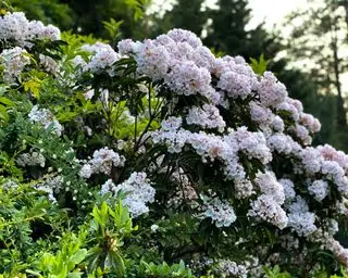 fiori sull'alloro di montagna, Kalmia latifolia