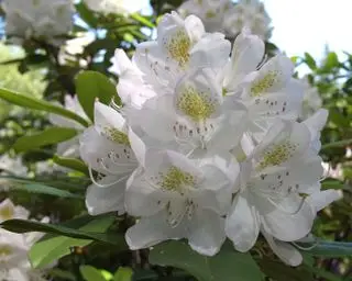 fiori bianchi di rododendro rosebay o rododendro massimo