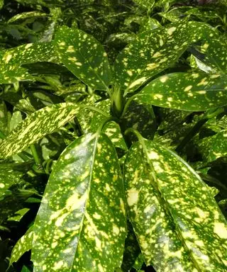 arbusti da ombra aucuba japonica crotonifolia