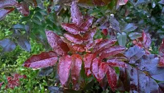 Bellissimo cespuglio rosso sempreverde (photinia fraseri red robin) con gocce d'acqua sulle foglie