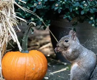 Ardilla junto a calabaza