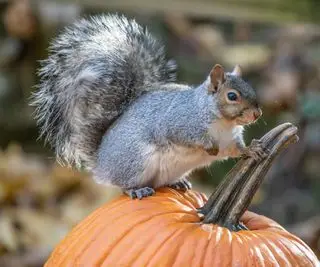 Ardilla sobre calabaza