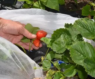 Dłoń trzymająca dwie truskawki na polu truskawek