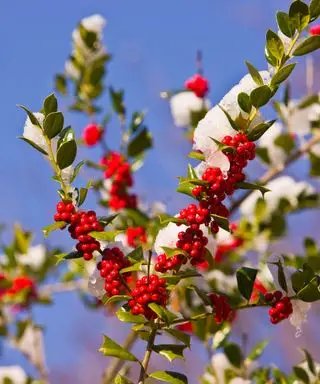 שיח הולי עם עלים ירוקים עם קוצים ופירות יער אדומים בוהקים מכוסים בשלג