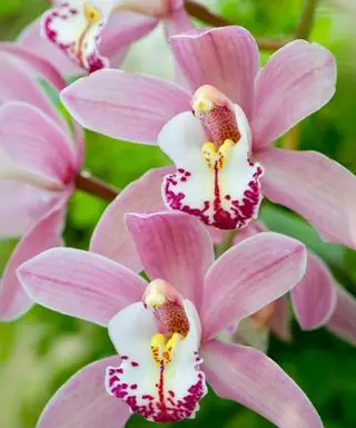 תמונת תקריב של הסחלב הוורוד והיפה Cymbidium Gorey Faldouet