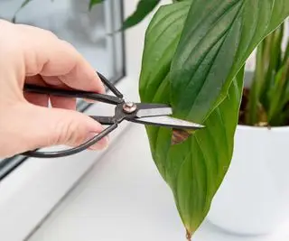 trimming brun tupp fra fred lilje blad