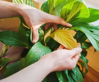 gult blad på en fredslilje