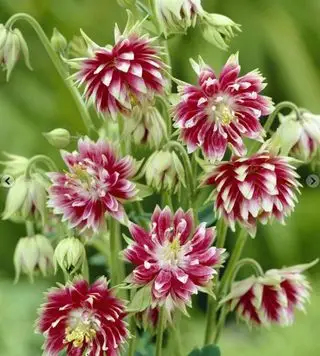 aquilegia roja y blanca
