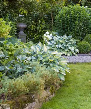 hosta junio plantado a ambos lados de un jardín con árboles de hoja perenne