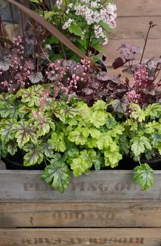 Heucheras variadas en una caja de madera.