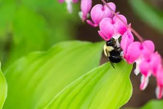 Arco de flores dicentra con abeja alimentándose de una de las flores.