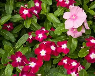 impaciencias flores de cama