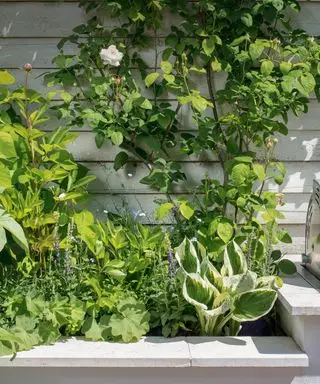 Ideas de macizos de flores para un jardín con sombra