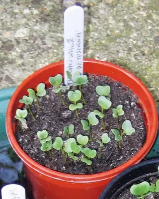 Grønnkålfrøplanter i potte i hvordan man dyrker grønnkål