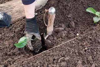 plante ut unge grønnkålplanter i Hvordan dyrke grønnkål
