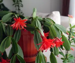 Cactus navideño en una maceta en un salón beige