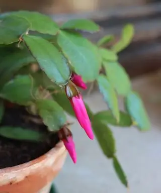 Cerca de hojas de cactus de Navidad