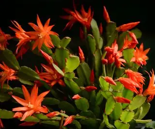 Hermosas flores rojas de cactus navideños rojos de la familia Schlumbergera