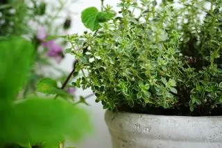 Quali odori odiano le formiche? 7 piante per respingere le formiche – e cosa le attrae
