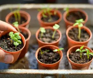 Frøplanter i små plastikpotter på en pottebænk