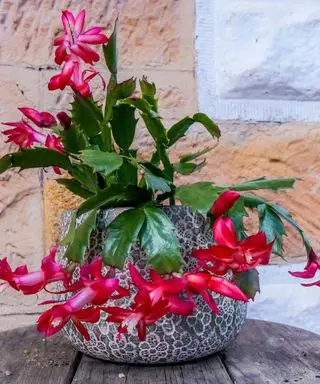Cactus de Noël