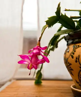 Un cactus de Noël s'enracinera-t-il dans l'eau ? Et les étapes faciles vers le succès