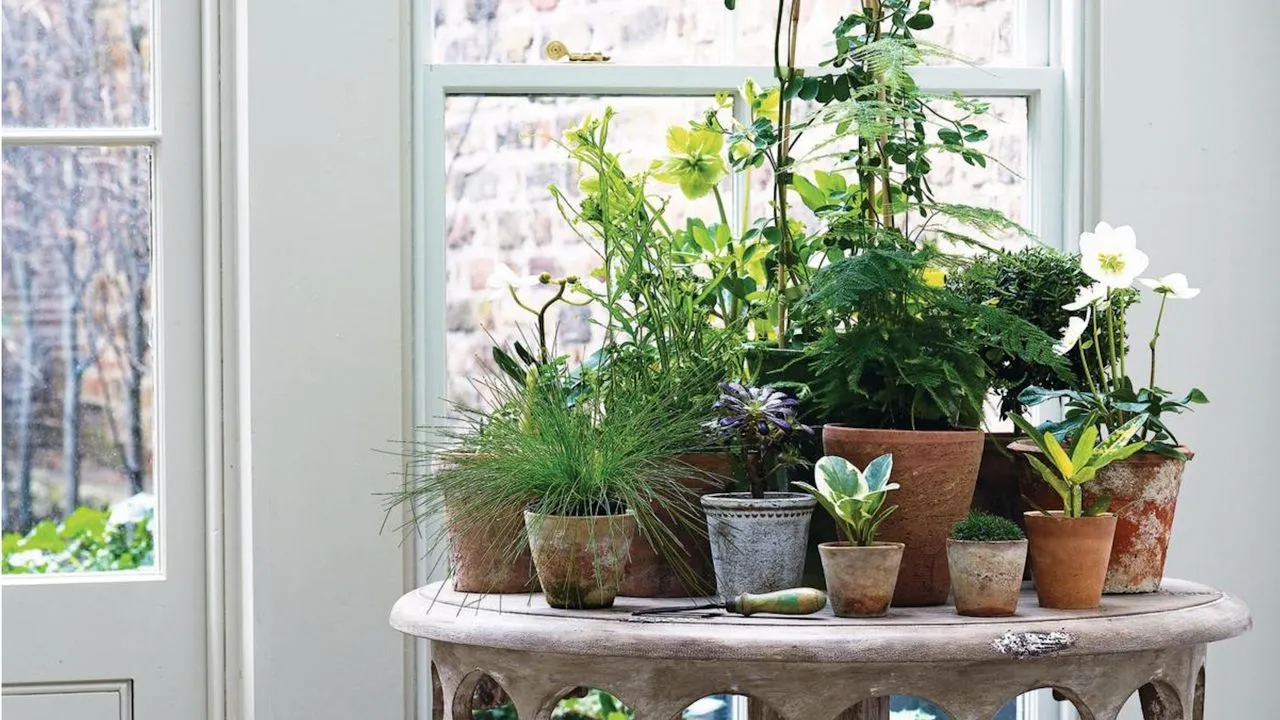 Plantas de interior sobre una mesa.' loading='lazy' title=