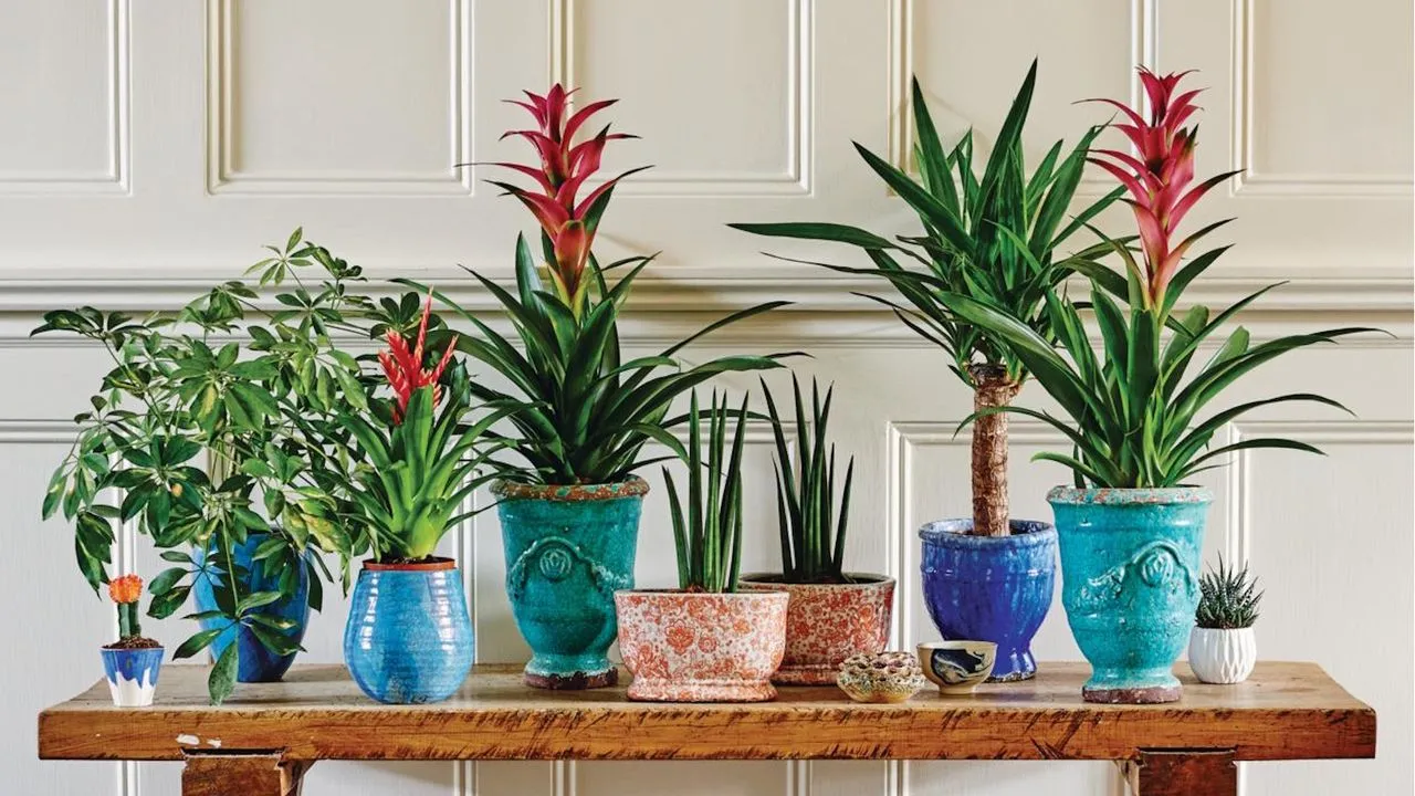 5 propósitos de Año Nuevo sobre plantas de interior que realmente sigo cumpliendo para tener un jardín interior más saludable y hermoso en 2026
