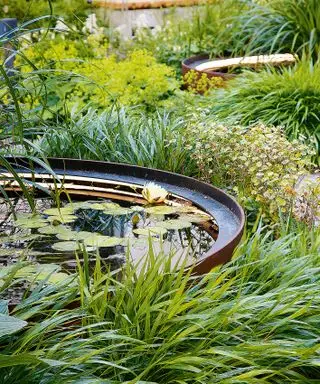 estanques metálicos elevados con nenúfares bordeados de pastos ornamentales