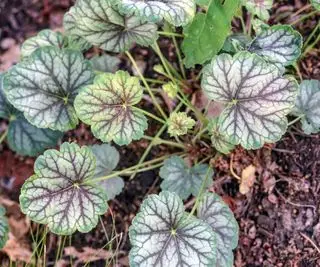 Heuchera