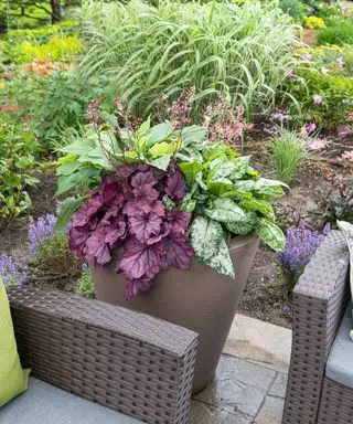 Heuchera