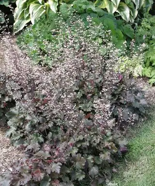 Heuchera ibenholt og elfenben
