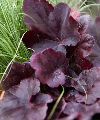 Heuchera