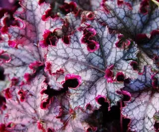 Heuchera-varianter – de 15 beste korallklokkene for løvverk og blomster