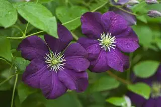 dva CLEMATIS